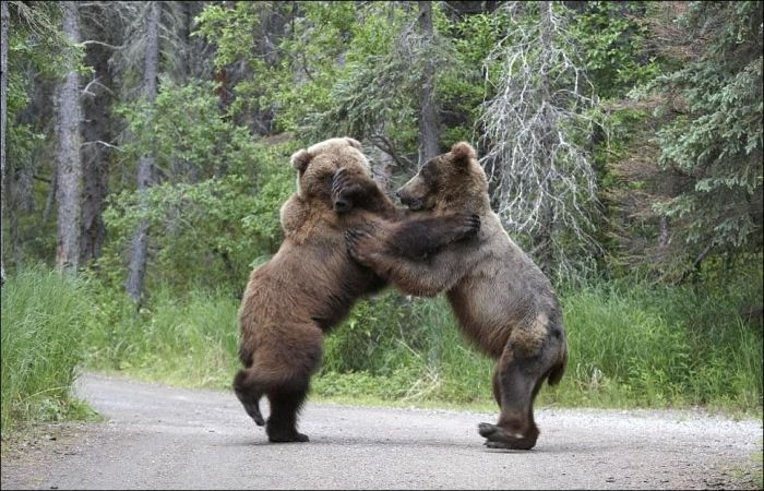 bears_fight_09 (700x450, 246Kb)