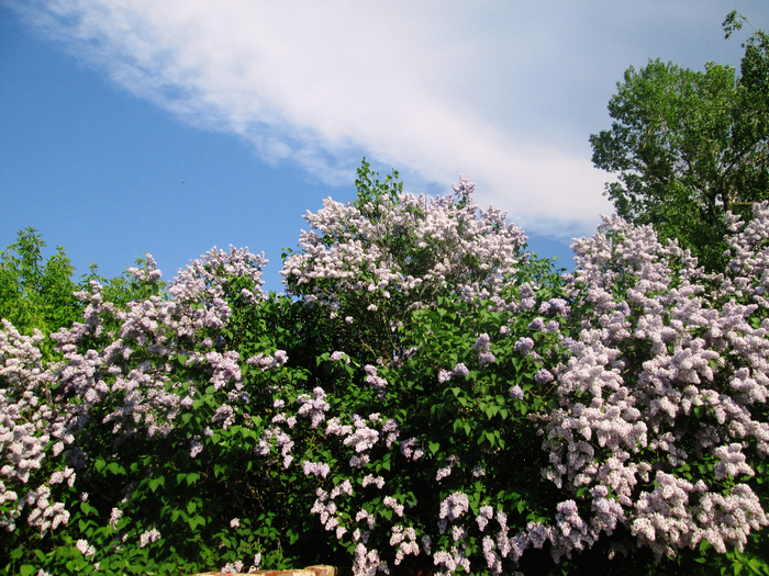 IMG_9086 (700x525, 612Kb)