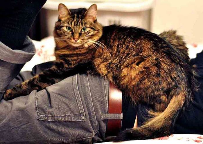 6098670_foto3_Koshka_lechit (700x497, 73Kb)