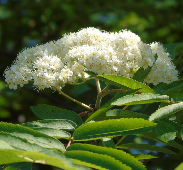 DSC02193 (700x652, 541Kb)