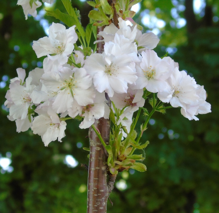 DSC02201 (700x682, 444Kb)