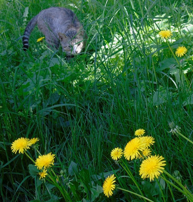 DSC02283 (669x700, 680Kb)