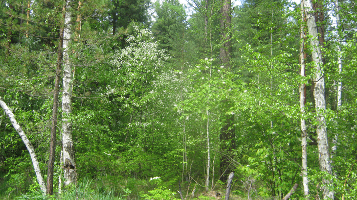 IMG_3643 (700x392, 537Kb)