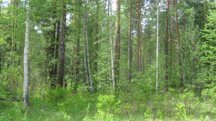 IMG_3659 (700x392, 514Kb)