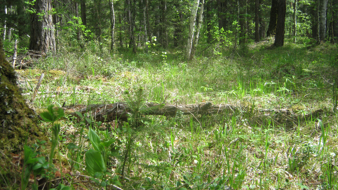 IMG_3669 (700x392, 529Kb)