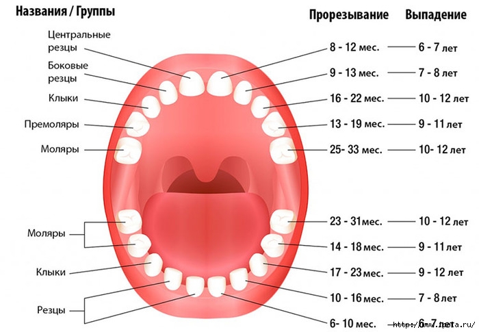 alt="Чем молочные зубы отличаются от коренных и надо ли их лечить?"/2835299_Chem_molochnie_zybi_otlichautsya_ot_korennih (700x485, 145Kb)