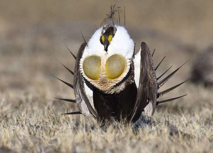 Greater-Sage-Grouse-lewis (700x501, 33Kb)