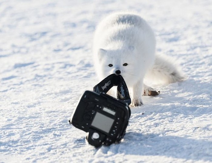 Эти забавные животные! Участники конкурса Comedy Wildlife Photo Awards