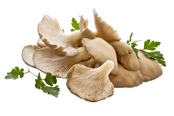 griby-veshenki-foto-svojstva-sostav-polza_1 (604x403, 29Kb)