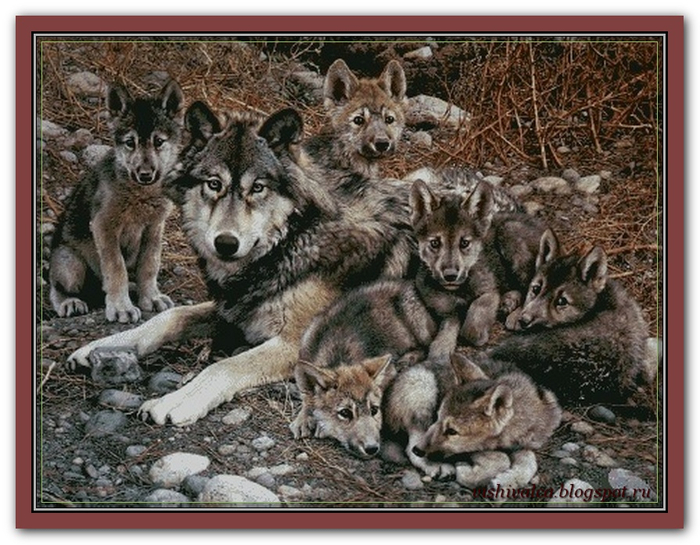 Family of wolves (1) (700x545, 399Kb)