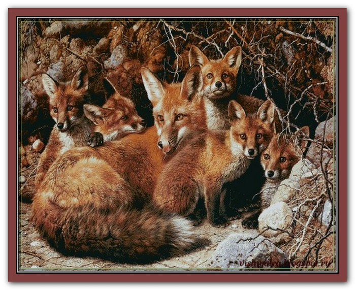 Family foxes (1) (700x571, 461Kb)