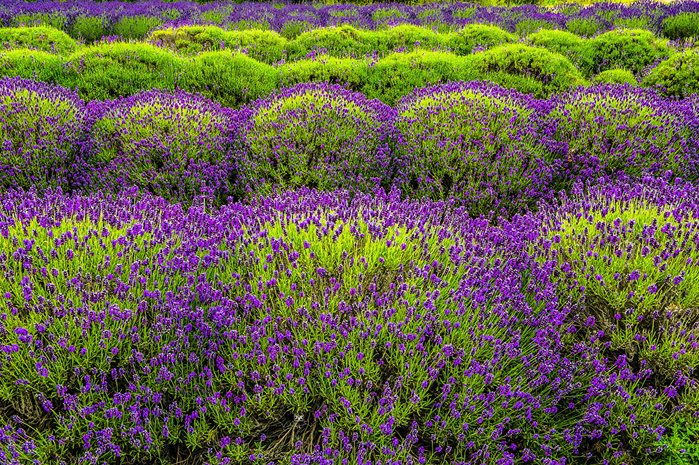 Fields_Lavandula_Many_528310_1280x851 (700x465, 491Kb)