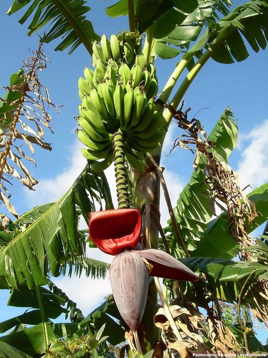 banan-0007 (525x700, 113Kb)