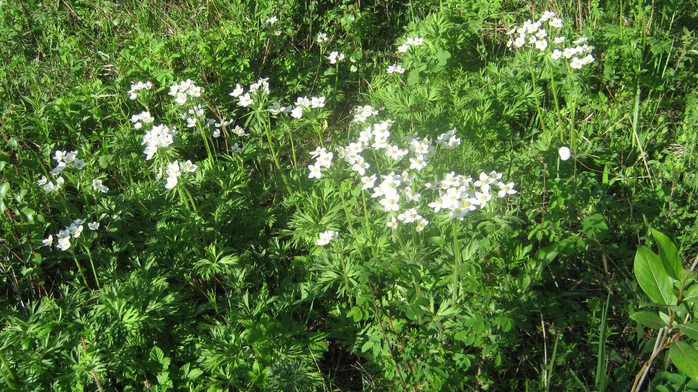 IMG_3752 (700x392, 539Kb)