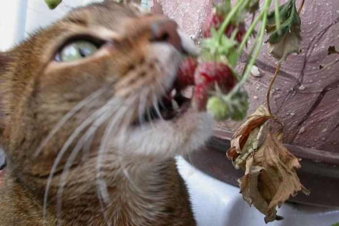 Кошка ест птицу. Кошка ест ягоды. Кот клубника. Котики едят ягоды. Кот в Малине.