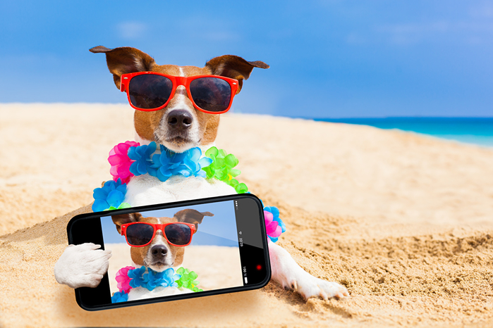 Dogs_Beach_Jack_Russell_terrier_Smartphone_Glasses_528992_1280x853 (700x466, 361Kb)