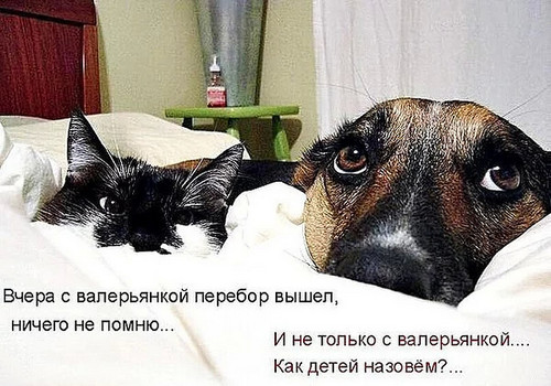 4743317_image4 (500x350, 70Kb)