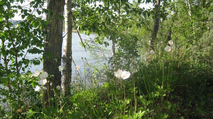 IMG_3822 (700x392, 508Kb)