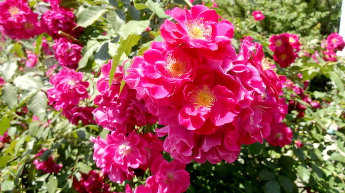 IMG_20180604_123304829_HDR (700x392, 165Kb)
