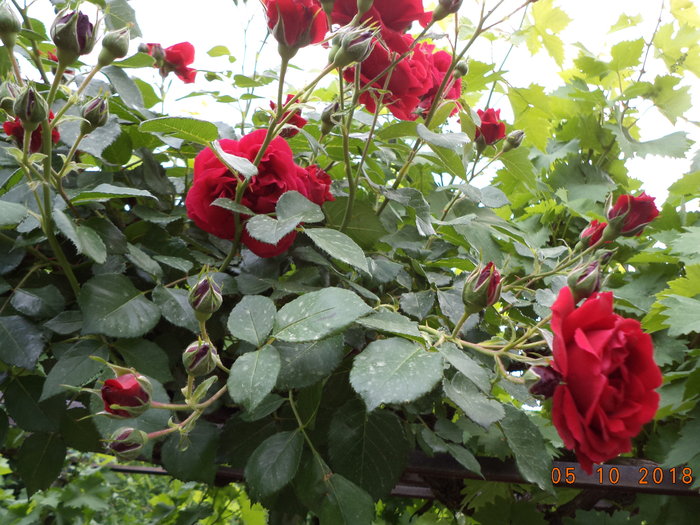 DSC00738 (700x525, 529Kb)