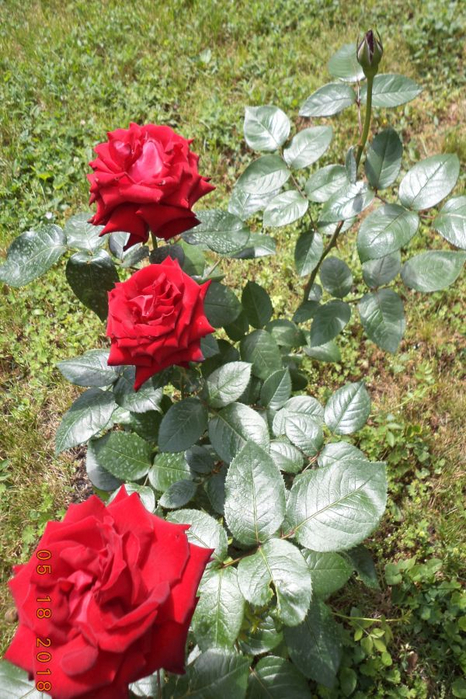 DSC00762 (466x700, 439Kb)