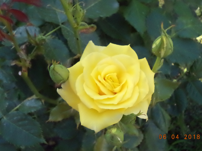 DSC00786 (700x525, 312Kb)