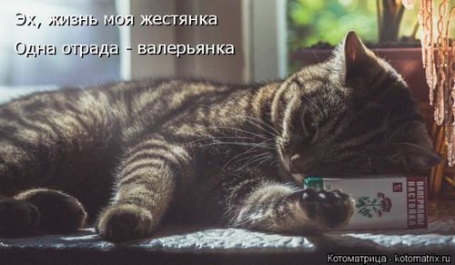 4743317_142300435_kotomatrix_18 (500x291, 29Kb)
