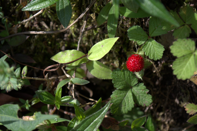 DSC_0941 (640x427, 231Kb)