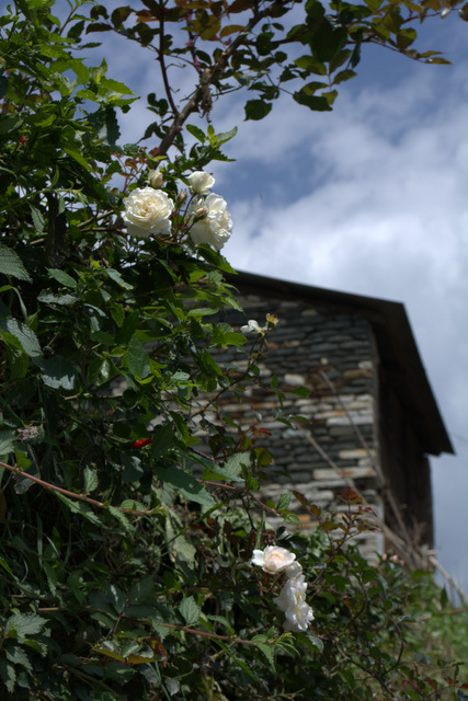 DSC_0959 (427x640, 262Kb)