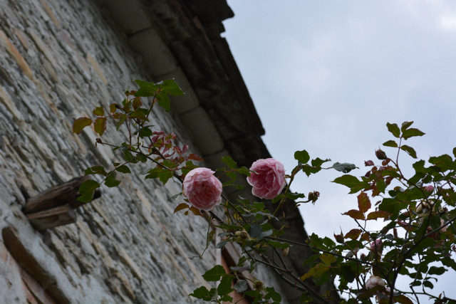 DSC_0981 (640x427, 215Kb)