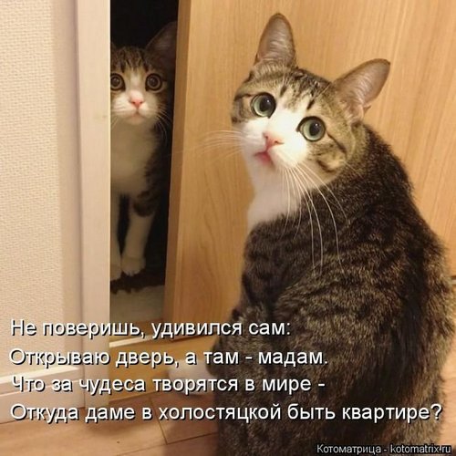 4743317_142323496_0c8f88fb99d151f6e96185b05af979d1 (500x500, 57Kb)