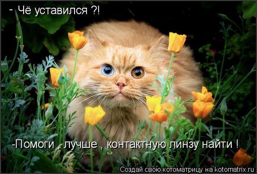 4743317_nV (500x339, 38Kb)