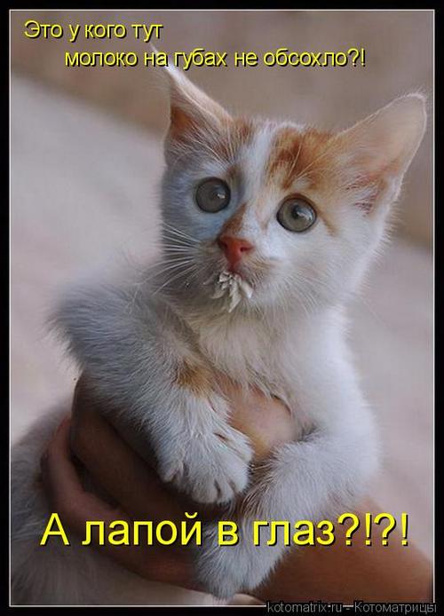 4743317_QG (500x694, 45Kb)