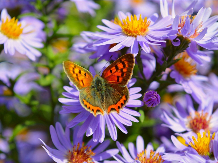 purple-flowers-butterfly-macro-babochka-fioletovye-tsvety-ma (700x525, 415Kb)