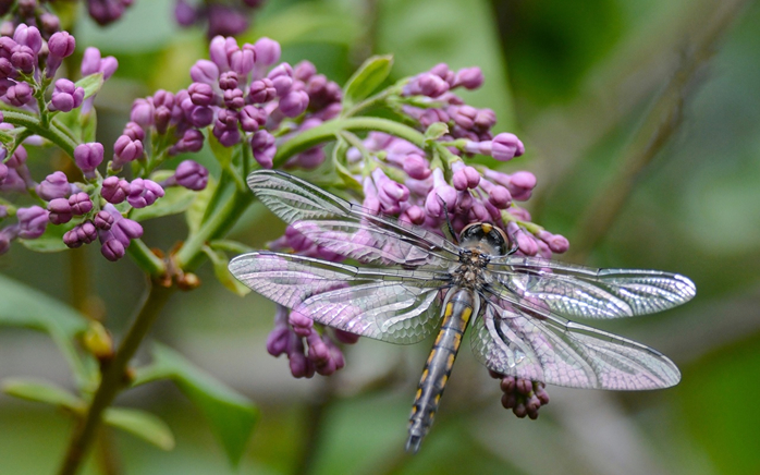 Dragonflies_Lilac_437241 (700x436, 331Kb)