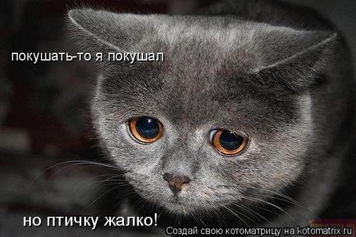4743317_BR (500x333, 36Kb)