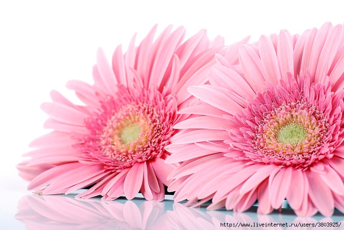 gerbera-1473709_960_720 (700x468, 217Kb)