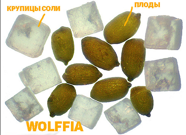 Wolffia ()      .           (0,3 )   60-70  (640x465, 278Kb)
