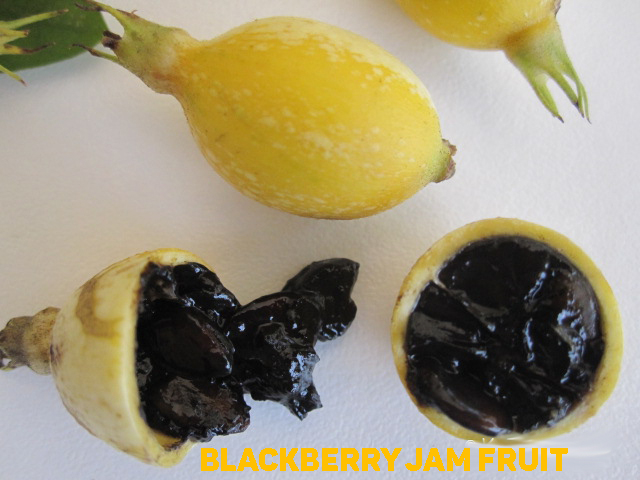 Randia Formaosa  Blackberry jam fruit -     .      2 , -      2,5-3 .      (640x480, 177Kb)