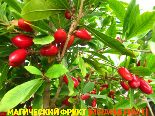  miracle fruit Synsepalum dulcificum    1-2      ,   ,  .    .   ,      (600x450, 294Kb)
