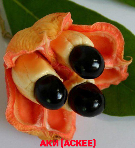  ( Akee)   .    .   . - ,    -  .           (520x569, 168Kb)