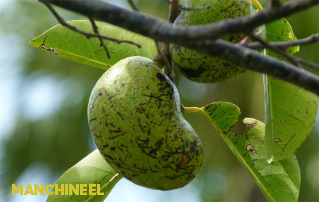 Manchineel   ,    .       .        .     .      (640x407, 180Kb)