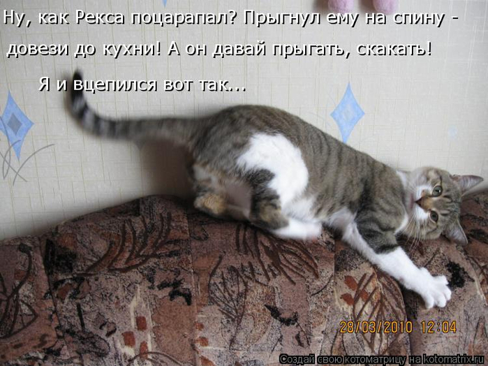 http://img0.liveinternet.ru/images/attach/d/0/142/393/142393276_kotomatritsa_1__1_.jpg