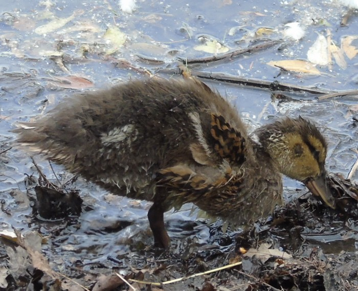 DSC04491 (700x569, 394Kb)