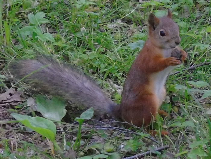 DSC04830 (700x527, 394Kb)