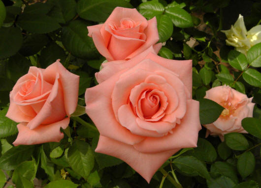 0_15dc48_fa474b7_orig (530x383, 38Kb)