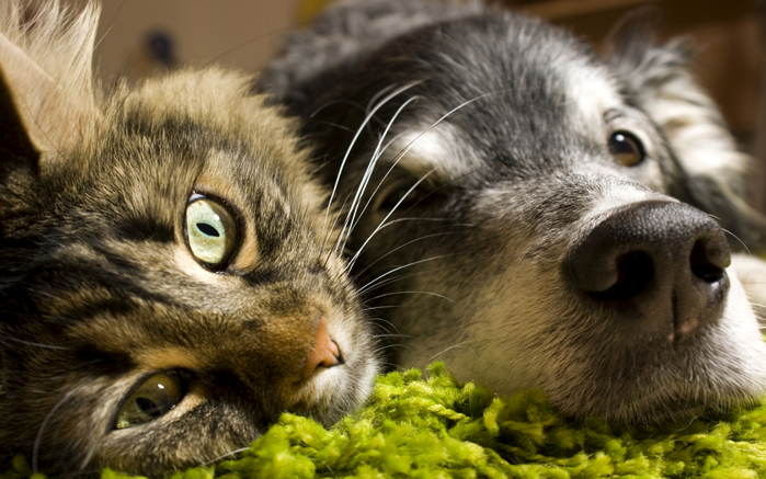 img 03630 (700x437, 380Kb)