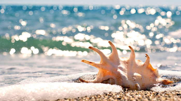 beautiful-shell-hd-sea-wallpapers-sand-ocean-summer-sun-beautiful-places-swimming-happiness-1805x1015 (700x393, 353Kb)