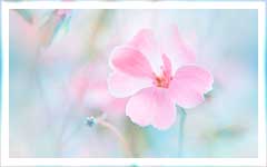 c5fdb704072a609f4997c8896f40f2f7 (240x150, 6Kb)