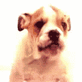 0b036dc0e8eaf5b7daef5095bc859900 (120x120, 24Kb)